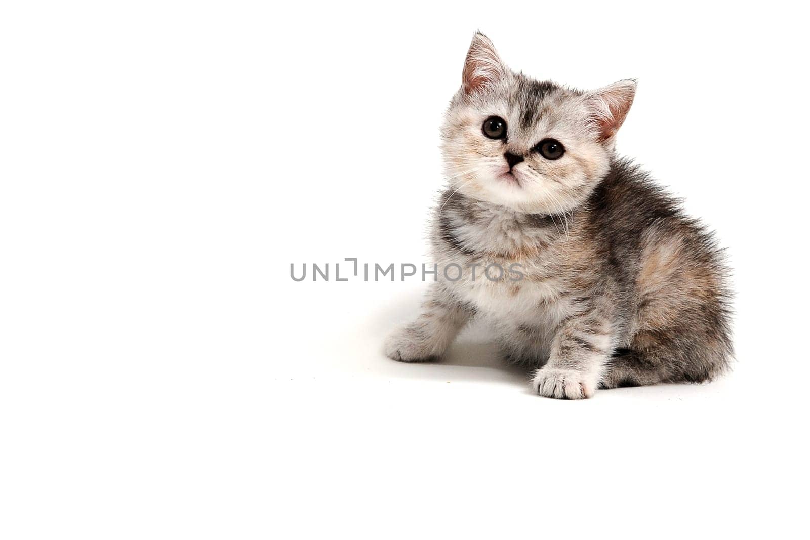 Fluffy purebred gray kitten on a white isolated background. High quality photo