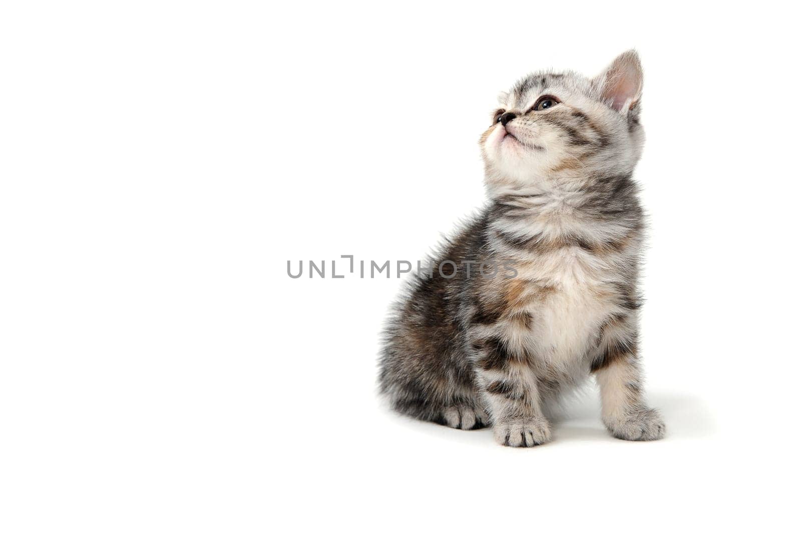 Fluffy purebred gray kitten on a white isolated background. High quality photo