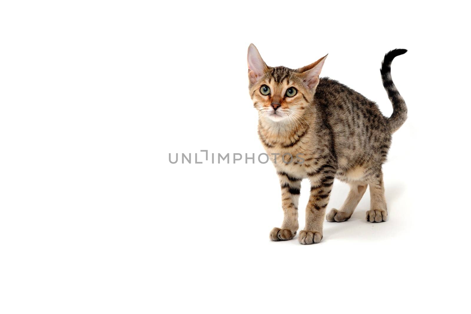 Purebred smooth-haired cat on a white isolated background. High quality photo