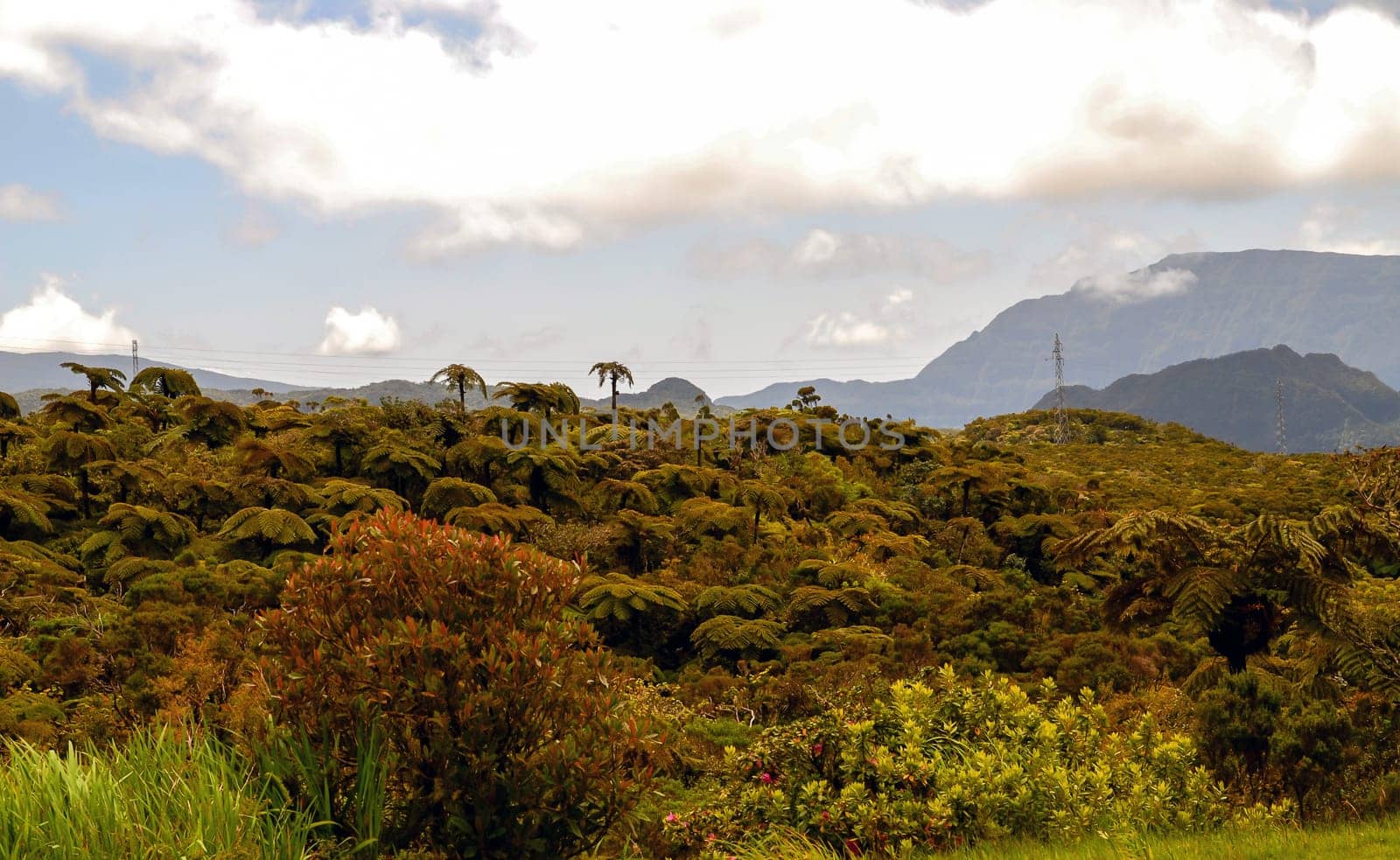A lush green forest with a mountain in the background. The sky is cloudy and the sun is shining through the clouds