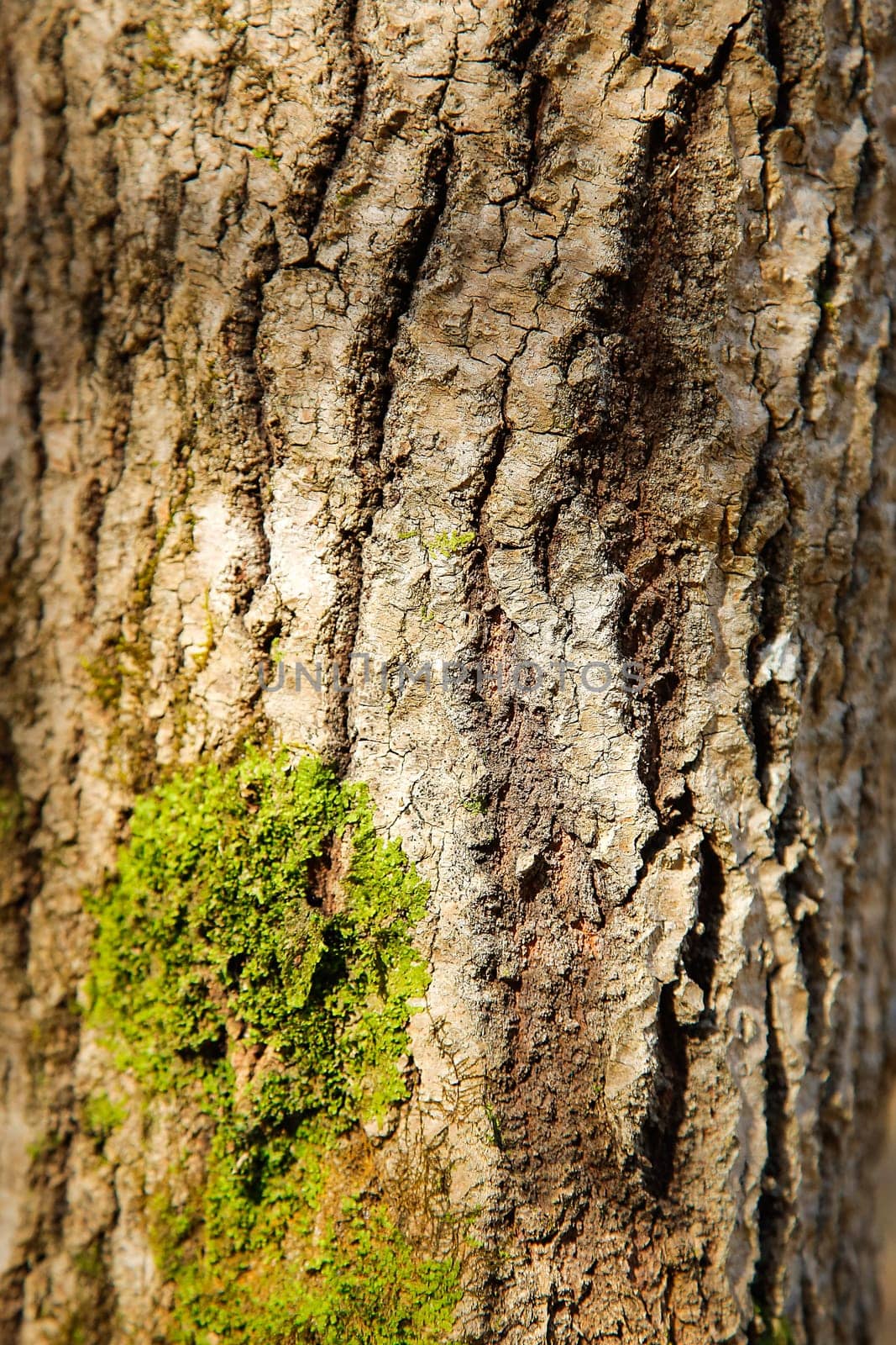 The forest tree is covered with green moss and a natural textured surface