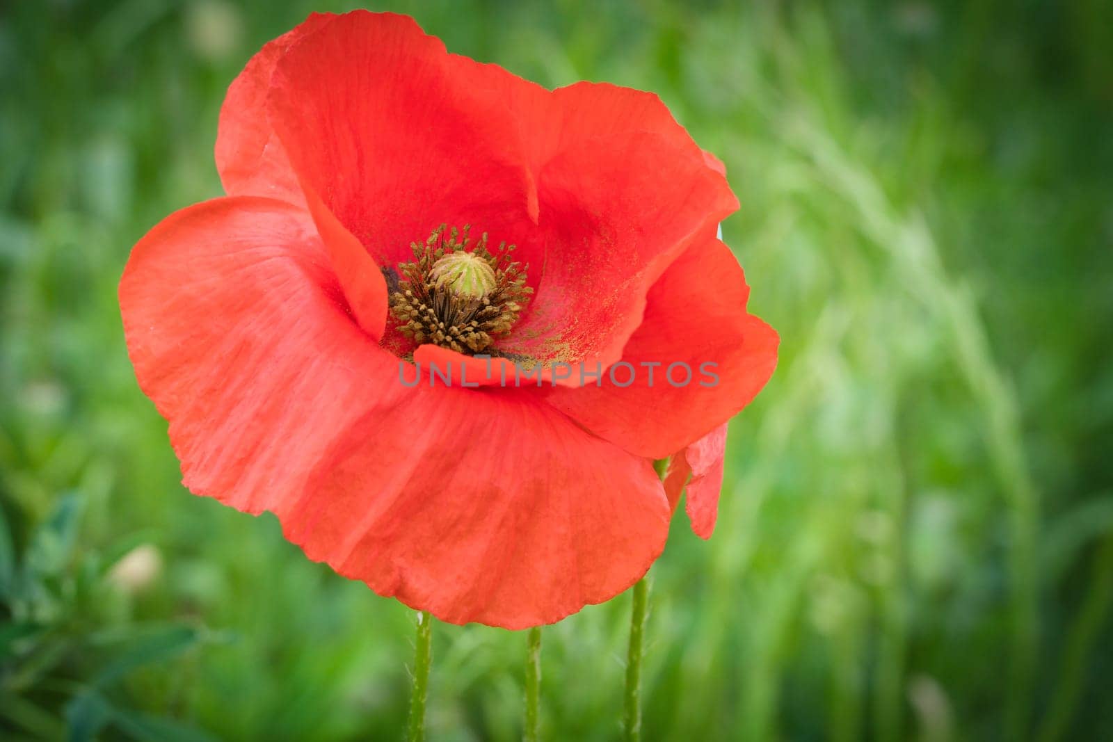 Corn poppy in a summer meadow with red petals. Wildflower from nature. Red splashes of color in green surroundings