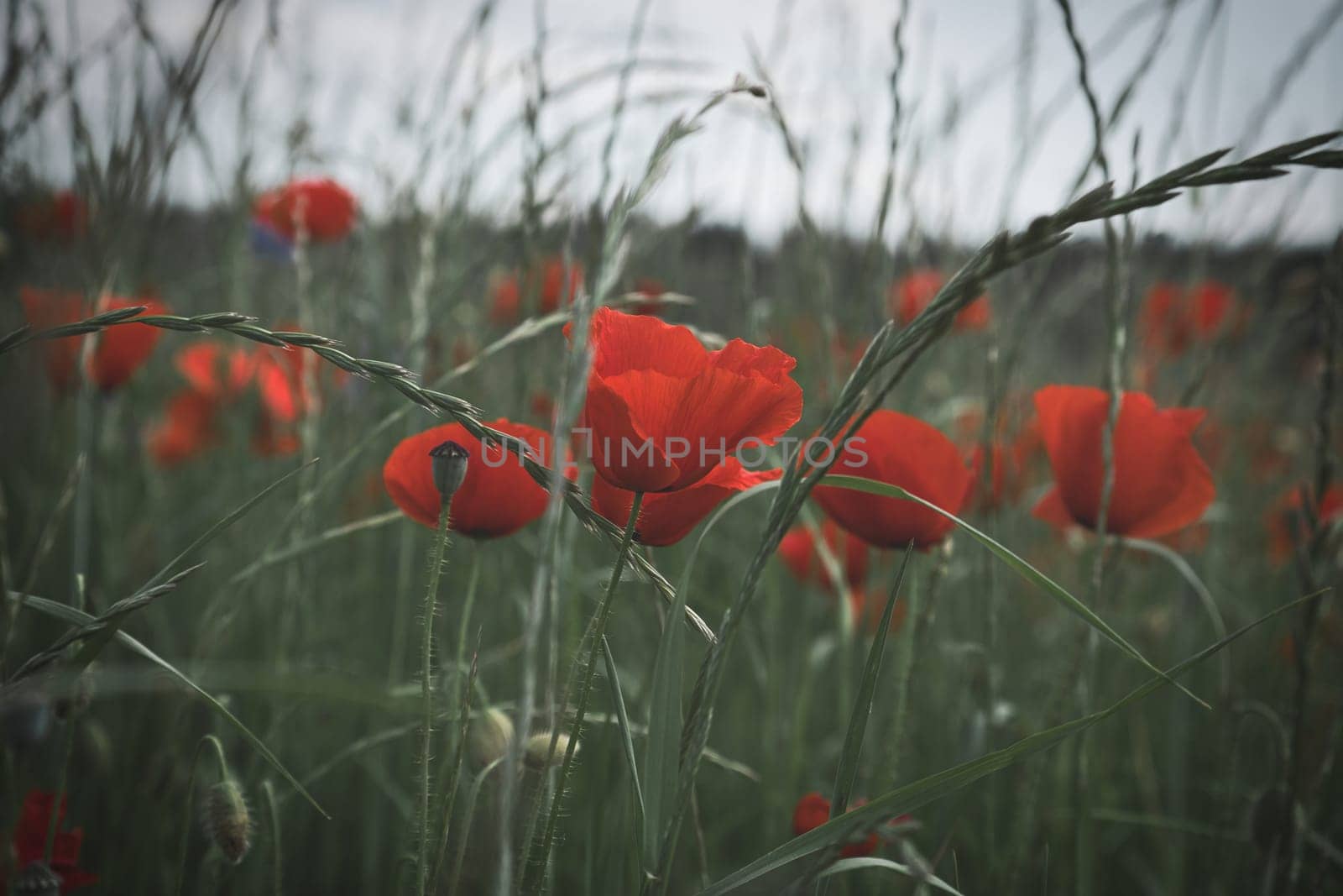 Corn poppy in a cornfield with red petals. Red splashes of color in green surroundings. Wild flower from nature.