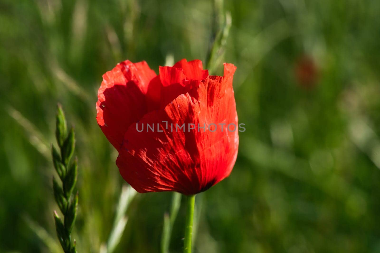 Corn poppy in a summer meadow with red petals. Wildflower from nature. Red splashes of color in green surroundings