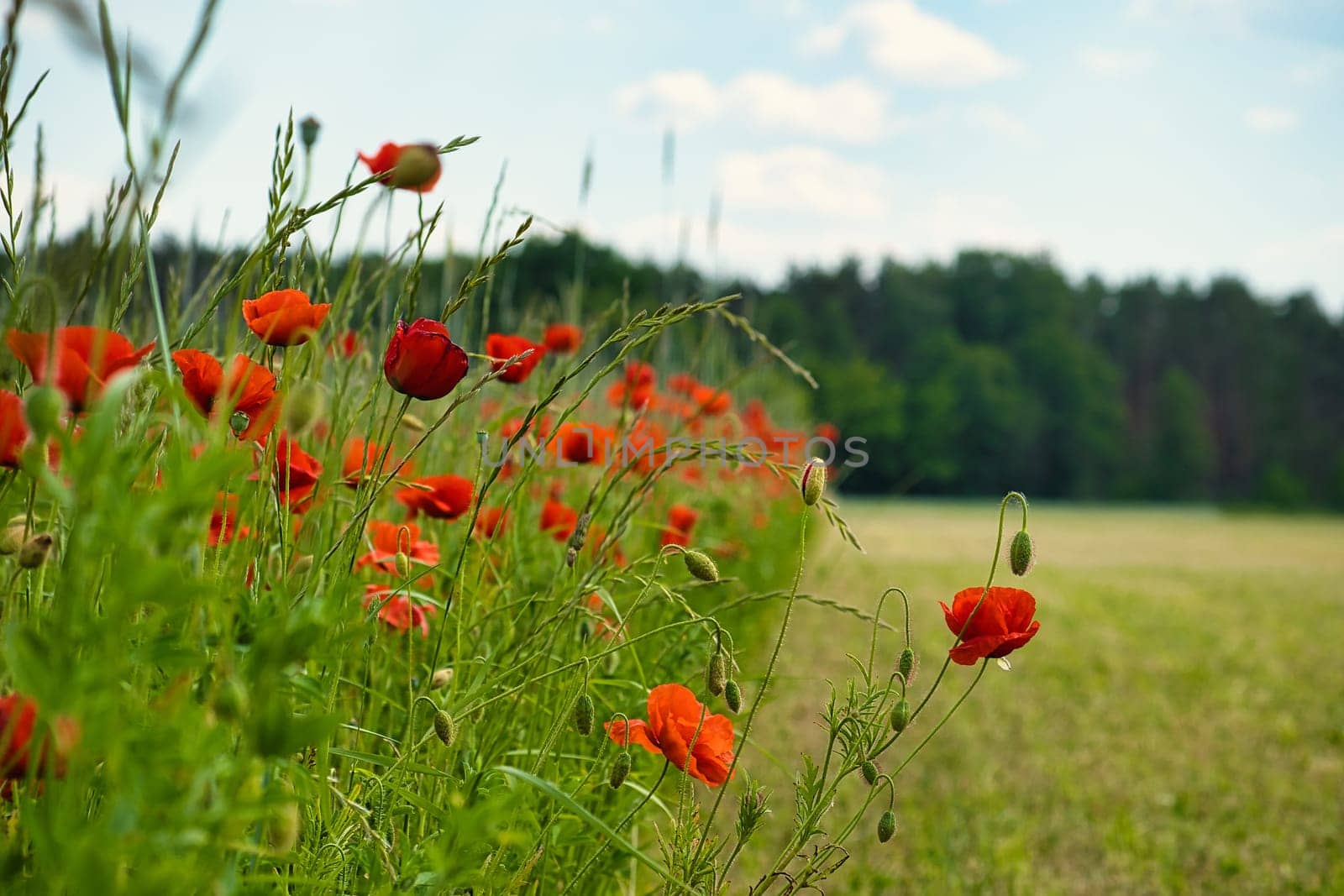Corn poppy in a cornfield with red petals. Red splashes of color in green surroundings. Wild flower from nature.