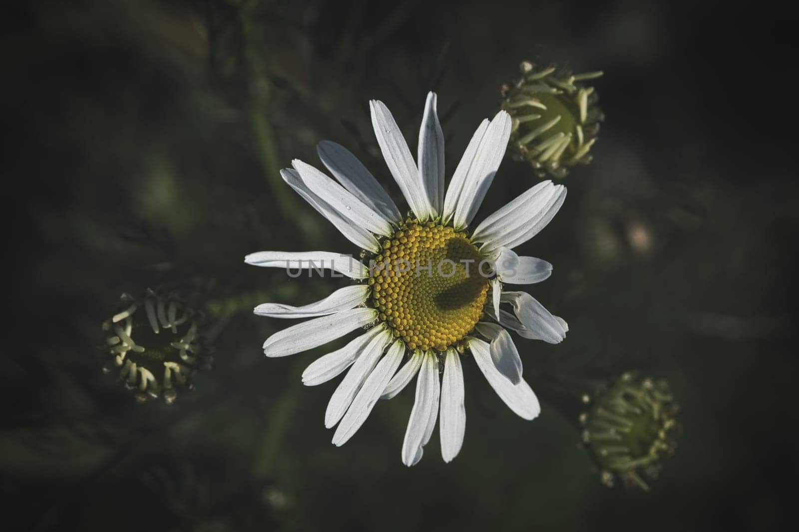 Magritte with white petals, on which a heart is outlined by a shadow, nostalgically photographed. Romantic symbol on a wildflower. Flower photo of a meadow