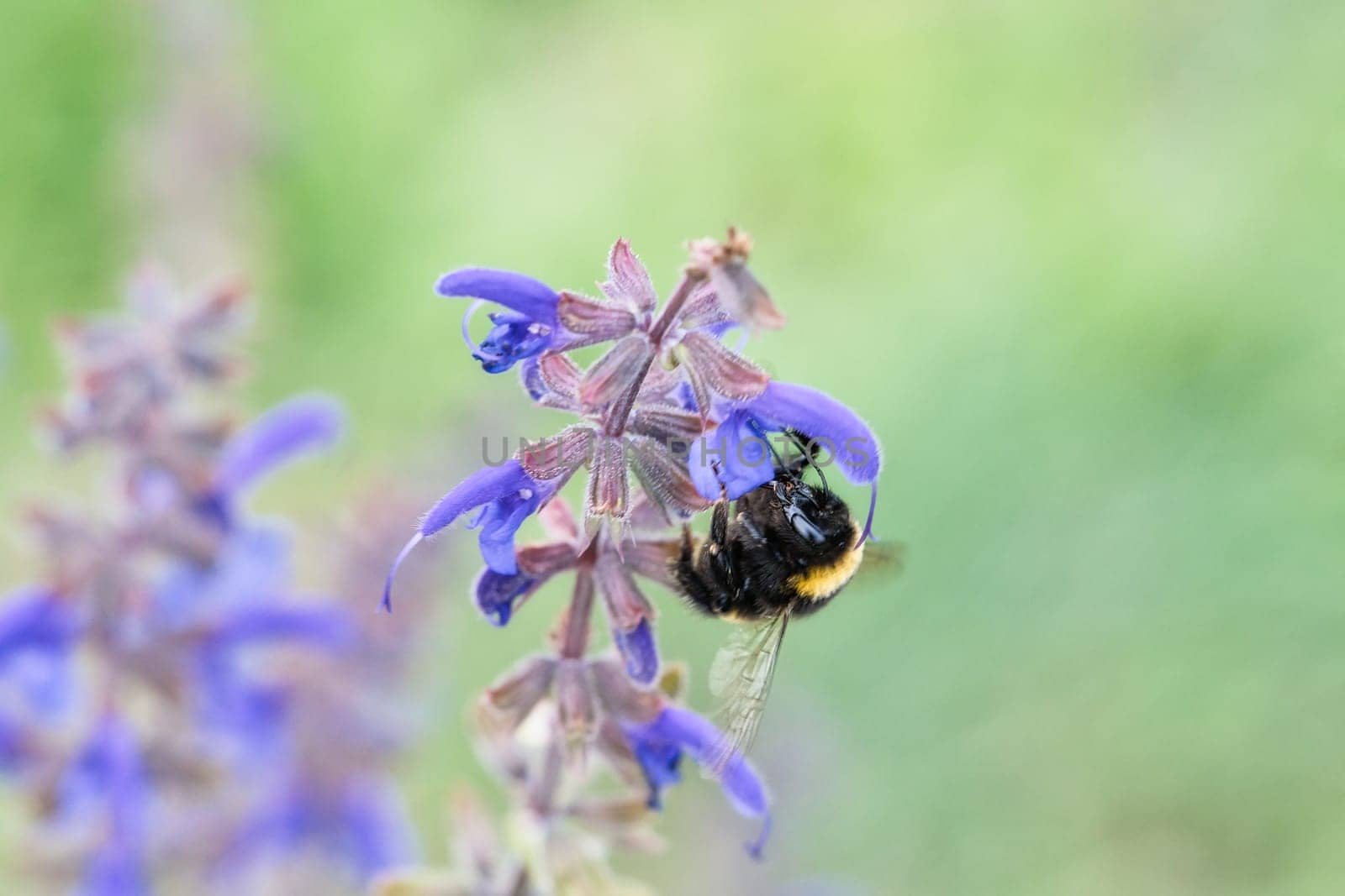 Bumblebee on a flower to collect nectar. Insect pollinating pollen in nature. Animal photo