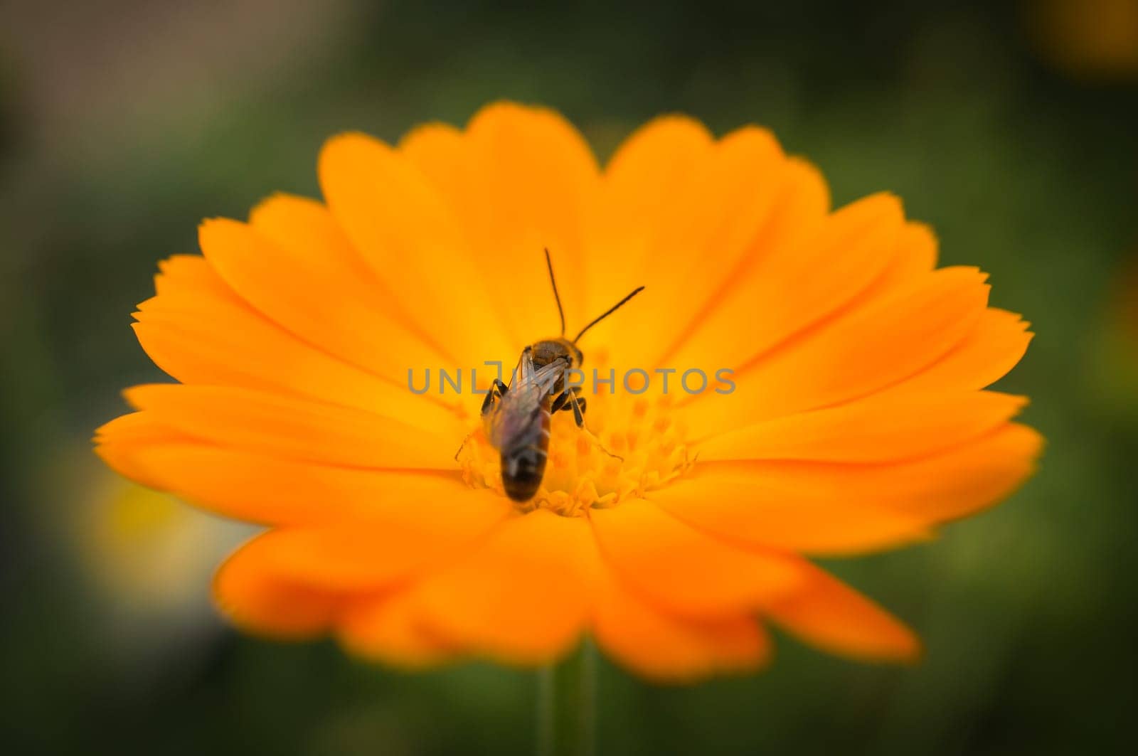 Honey bee collecting nectar on a flower. Insect photo from nature. Animal Photo