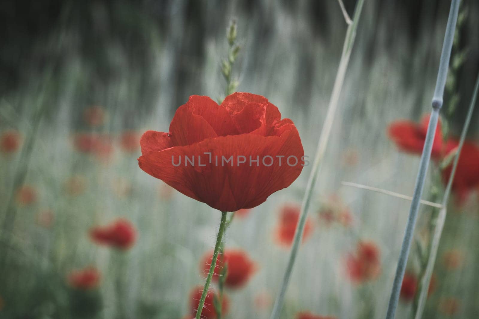 Corn poppy in a summer meadow with red petals. Wildflower from nature. Red splashes of color in green surroundings