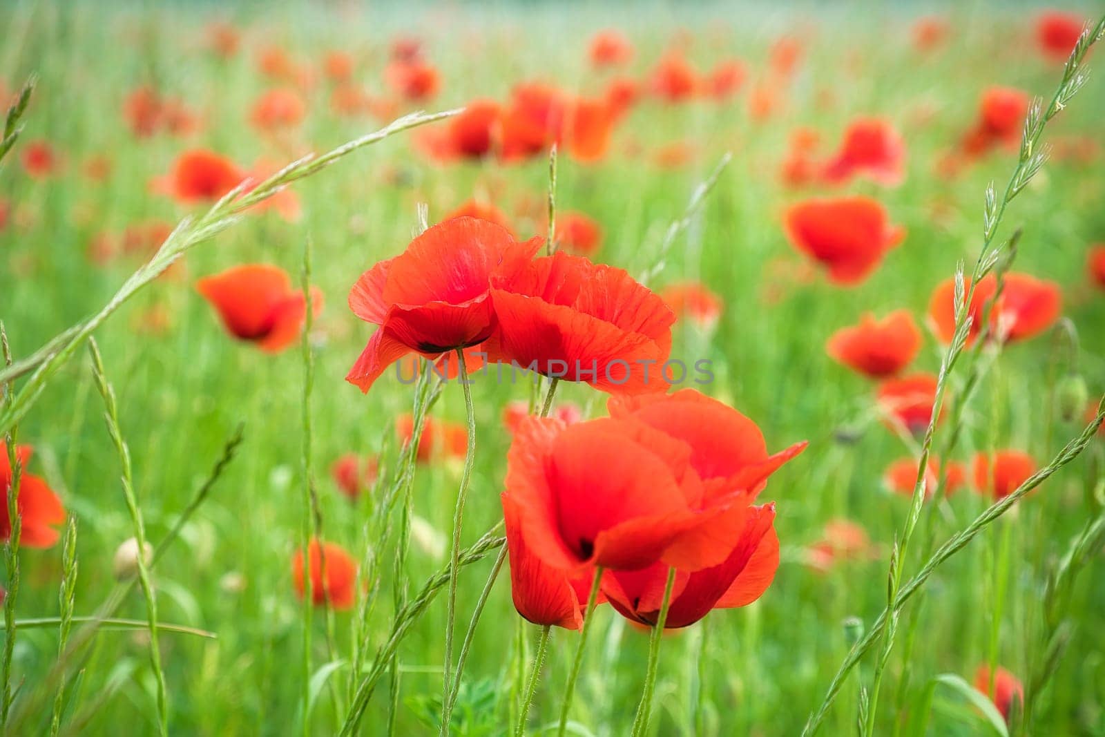 Corn poppy in a cornfield with red petals. Red splashes of color in green surroundings. Wild flower from nature.