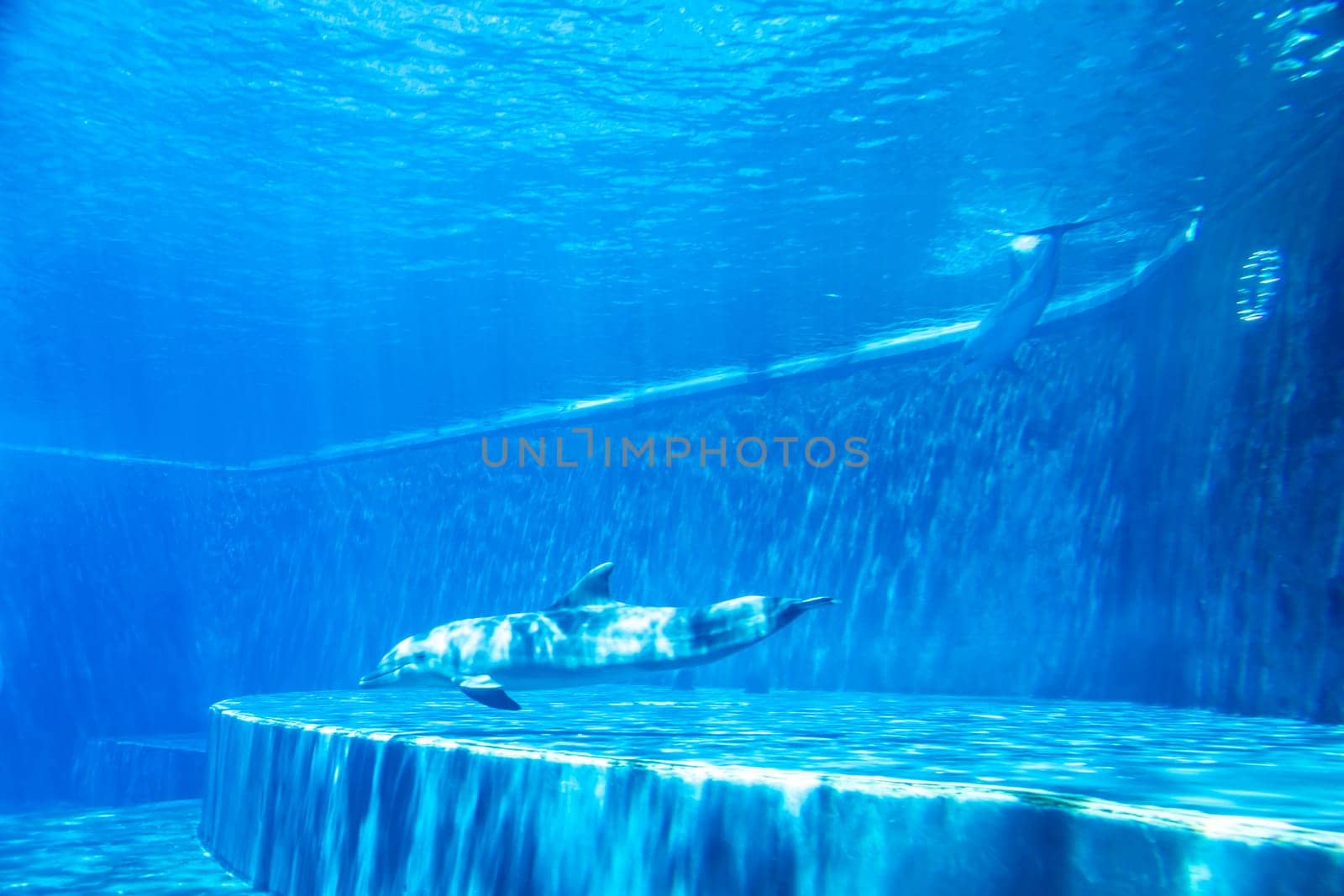 Dolphin swimming in aquarium. Blue light, underwater picure