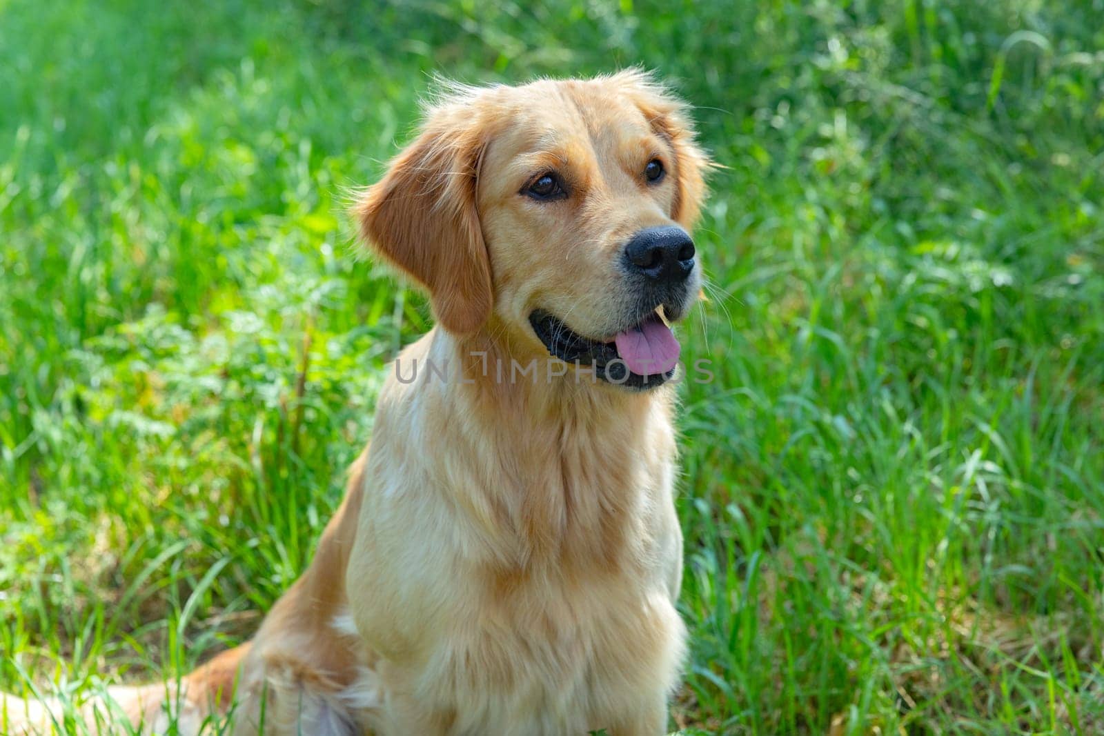 Portrait from beautiful golden retriever on summer day surround green grass