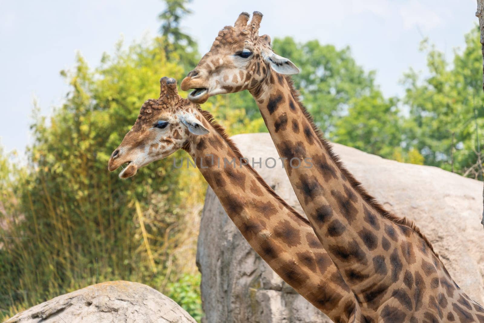 Natural reserve in Kenya. Couple of giraffes in safari park. Wildlife animals in savanna.