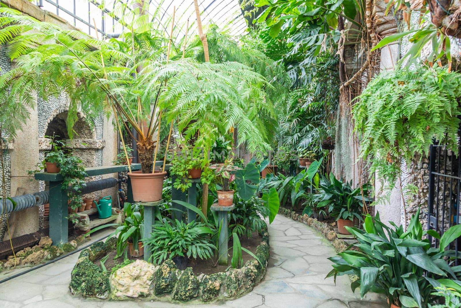 Greenhouse interior with plant and flower cultivation. Green gardening, nobody
