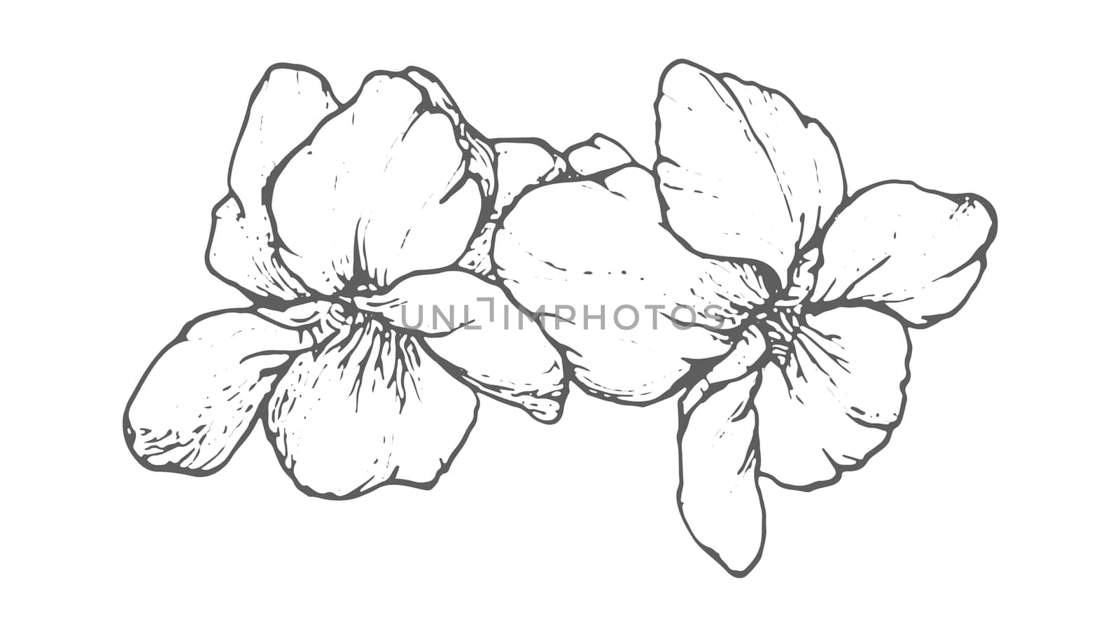 Spring flowers drawing with line art on white