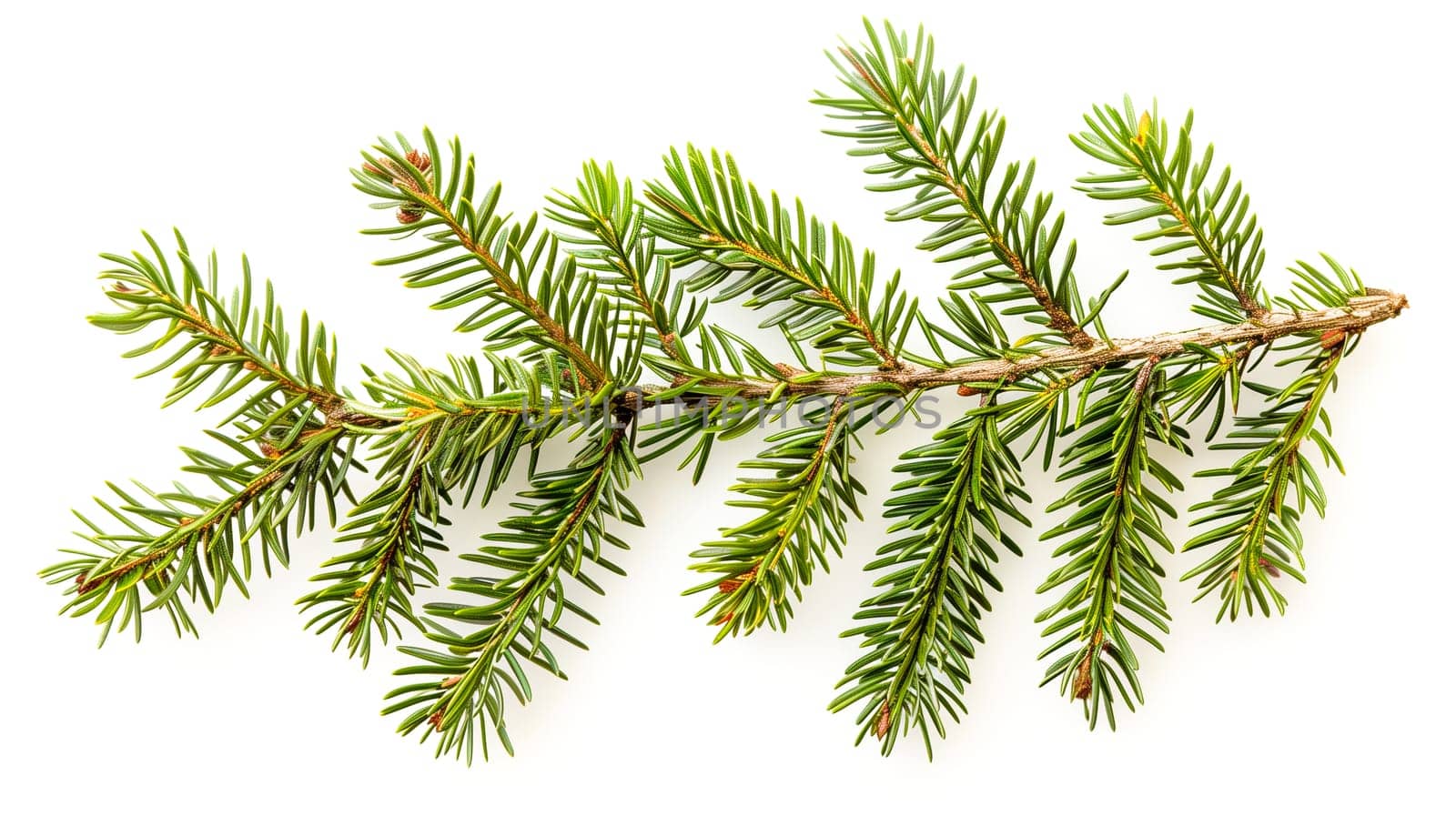 Fir, pine or spruce branches isolated on a white background, christmas decoration, winter holiday season