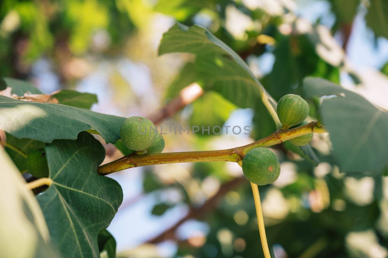 Growing Fig fruits on branches of a fig tree, beauty summer day