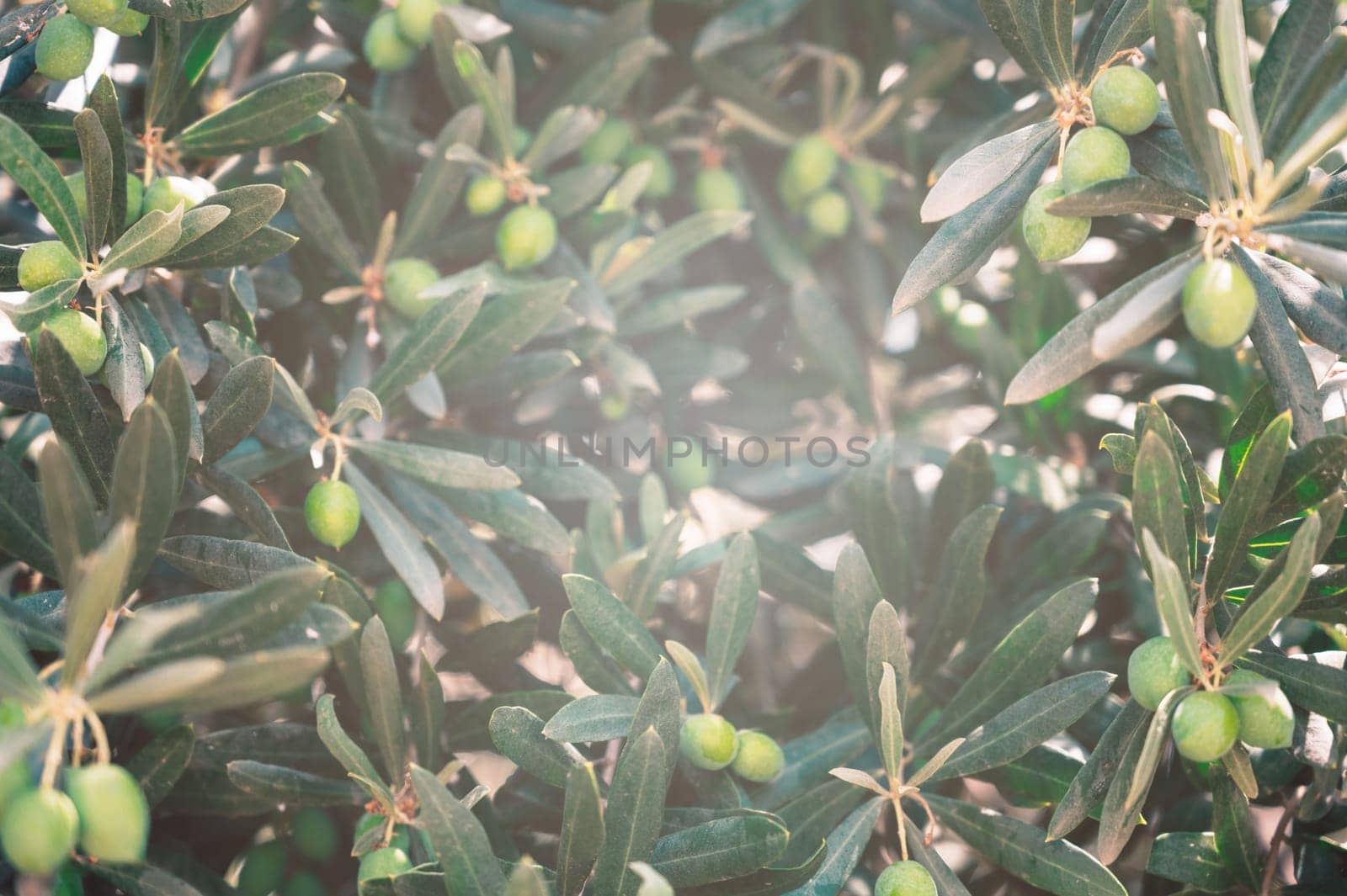 Green olives growing in olive tree, in mediterranean plantation, beauty summer day