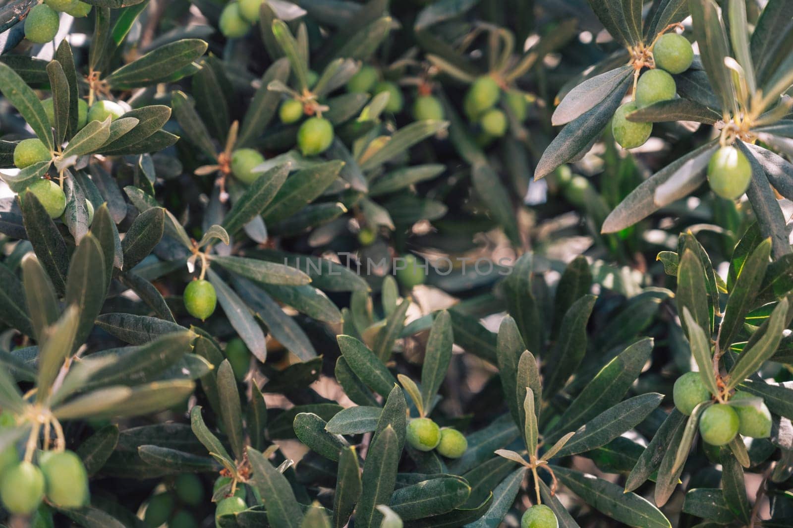 Green olives growing in olive tree, in mediterranean plantation, beauty summer day