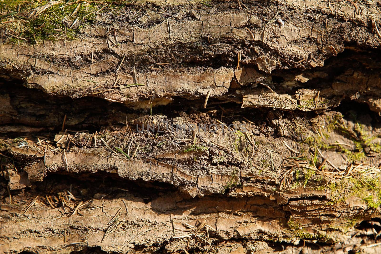 The texture of the old tree is covered with natural bark with moss and needles close-up view from above