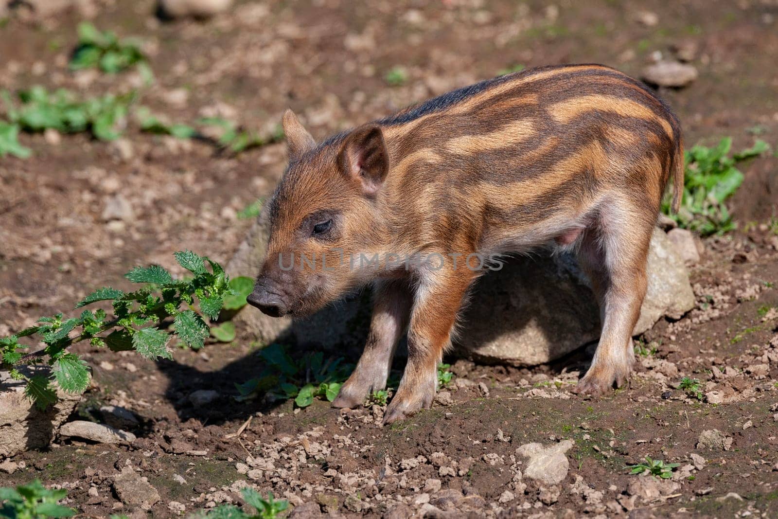 Young African Red River Hog - Potamochoerus porcus.