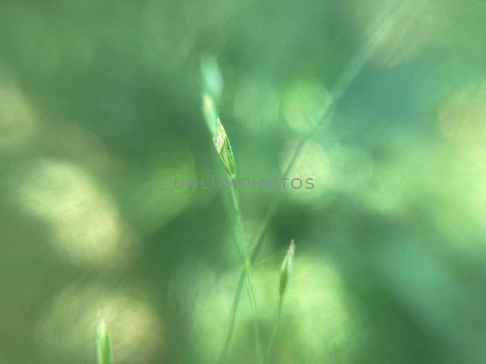 Plants green background for the ecology