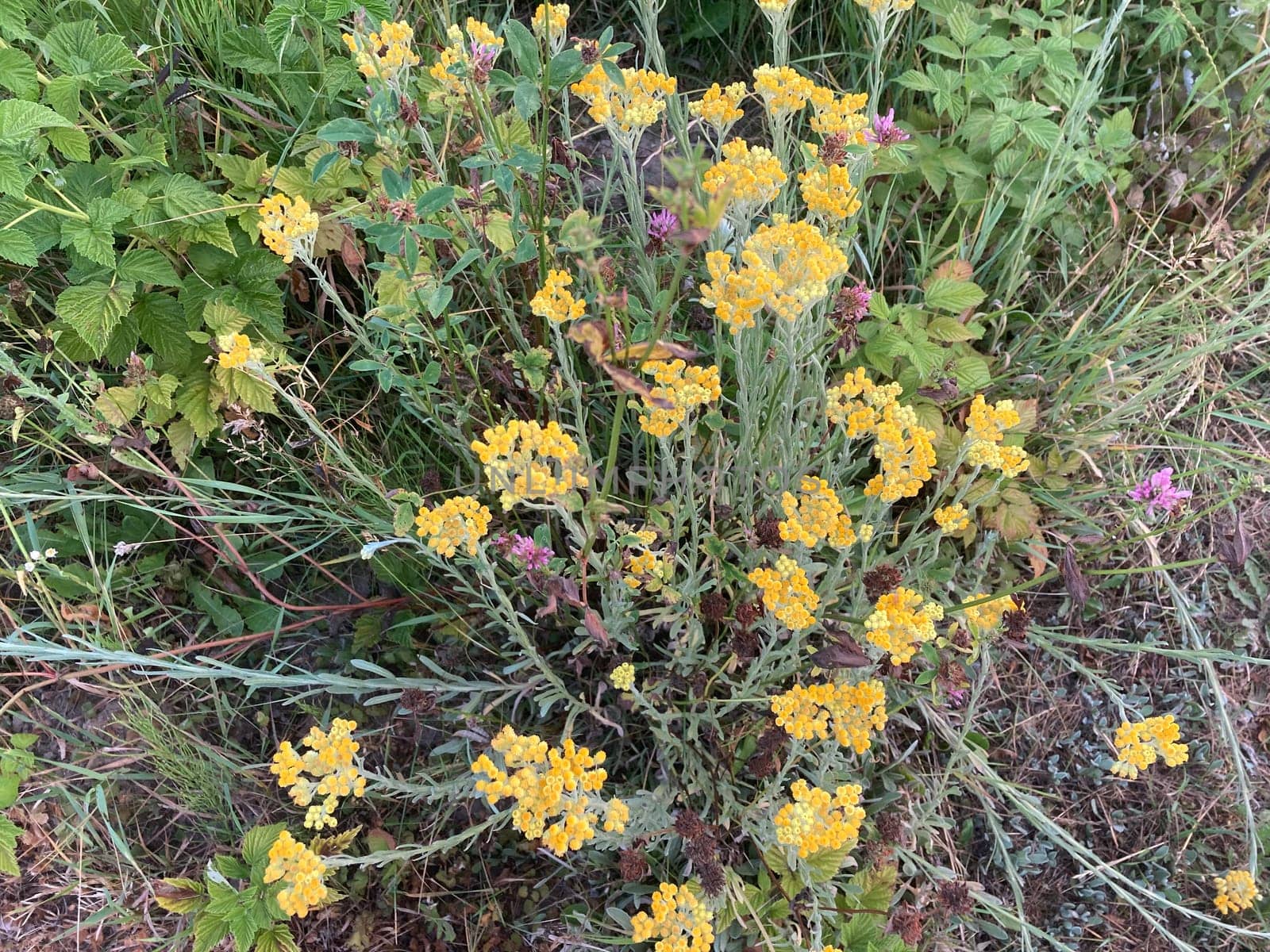 Rural plants and flowers on a the field