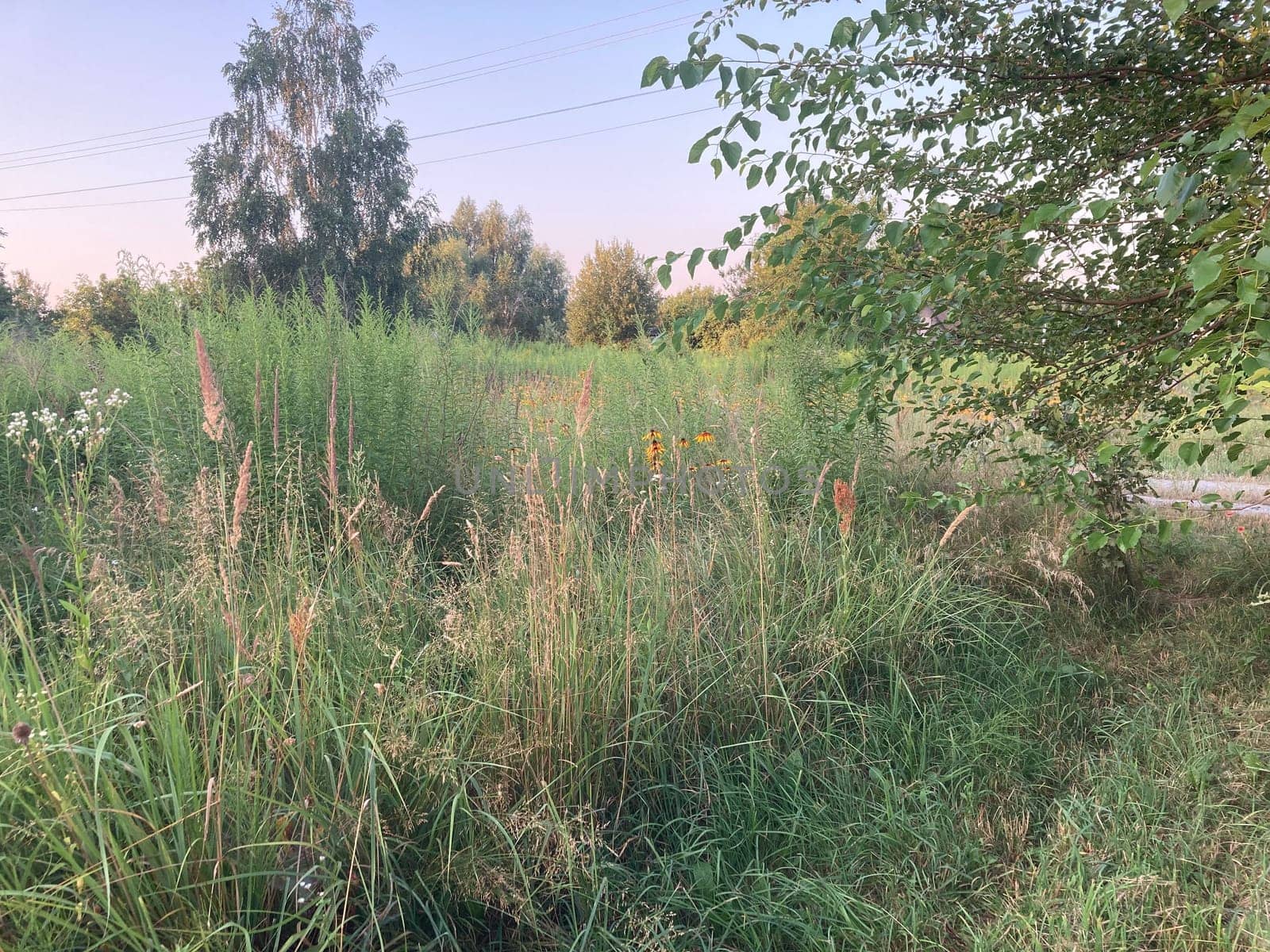 Rural plants and flowers on a the field