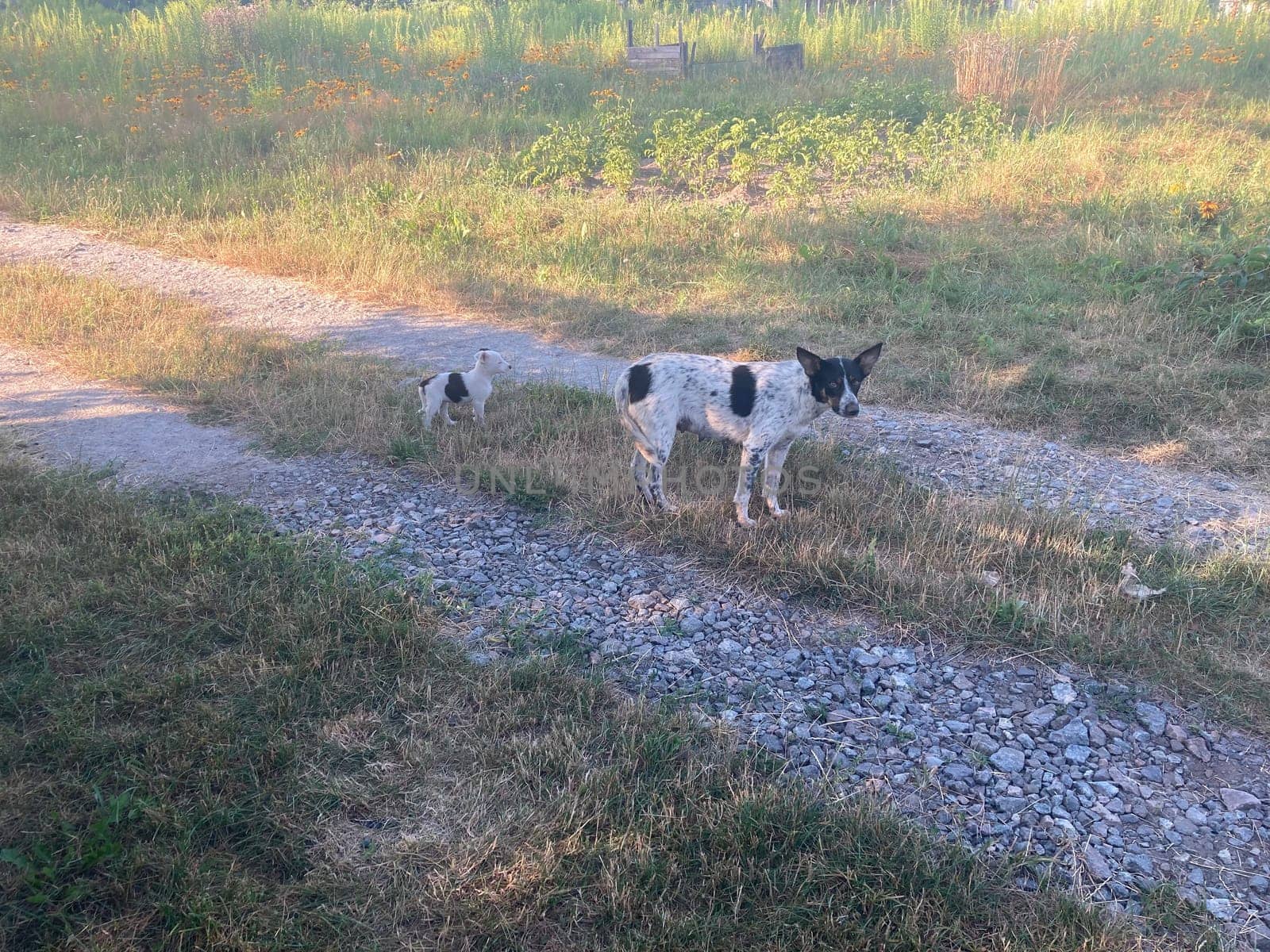 Homeless dog with the young puppies
