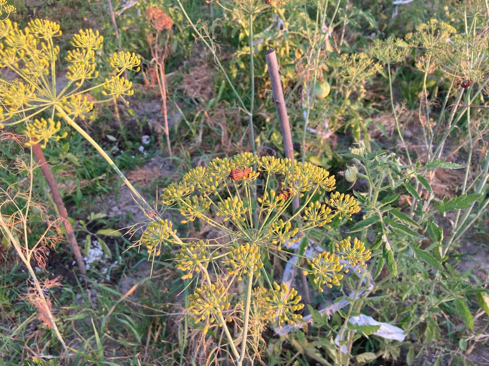 Rural plants and flowers on a the field