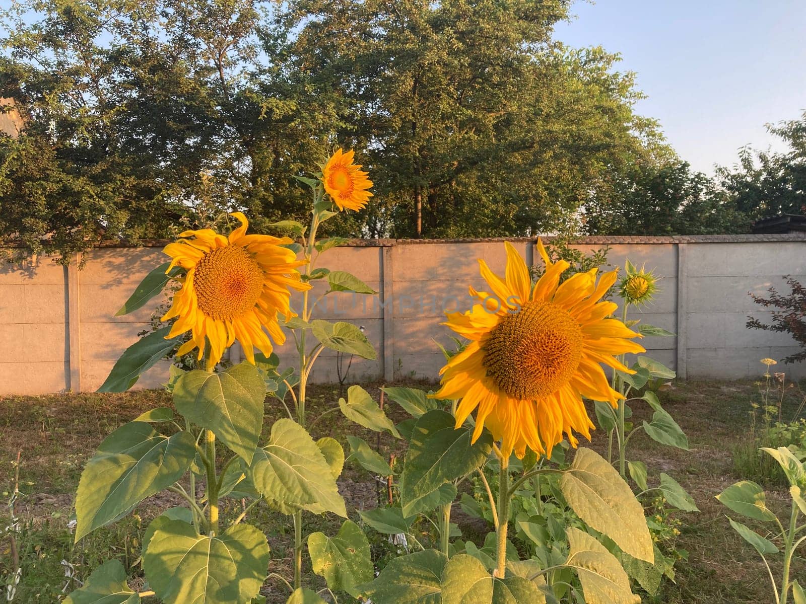 A yellow sunflower ripened in the summer