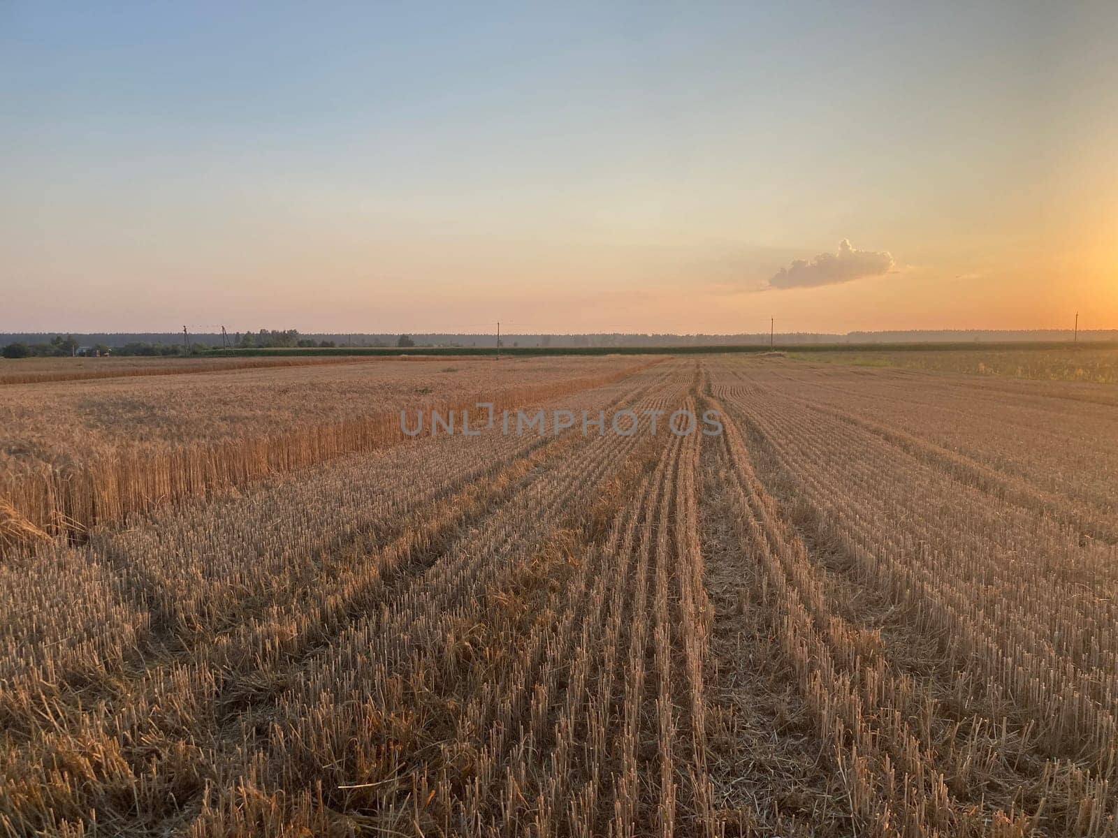 The field is planted with barley and is the ready for harvesting