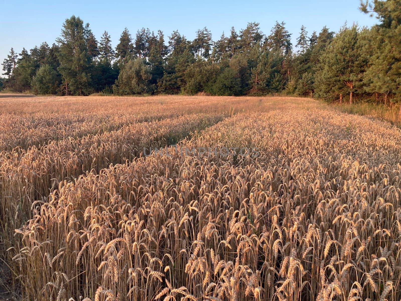The field is planted with barley and is the ready for harvesting