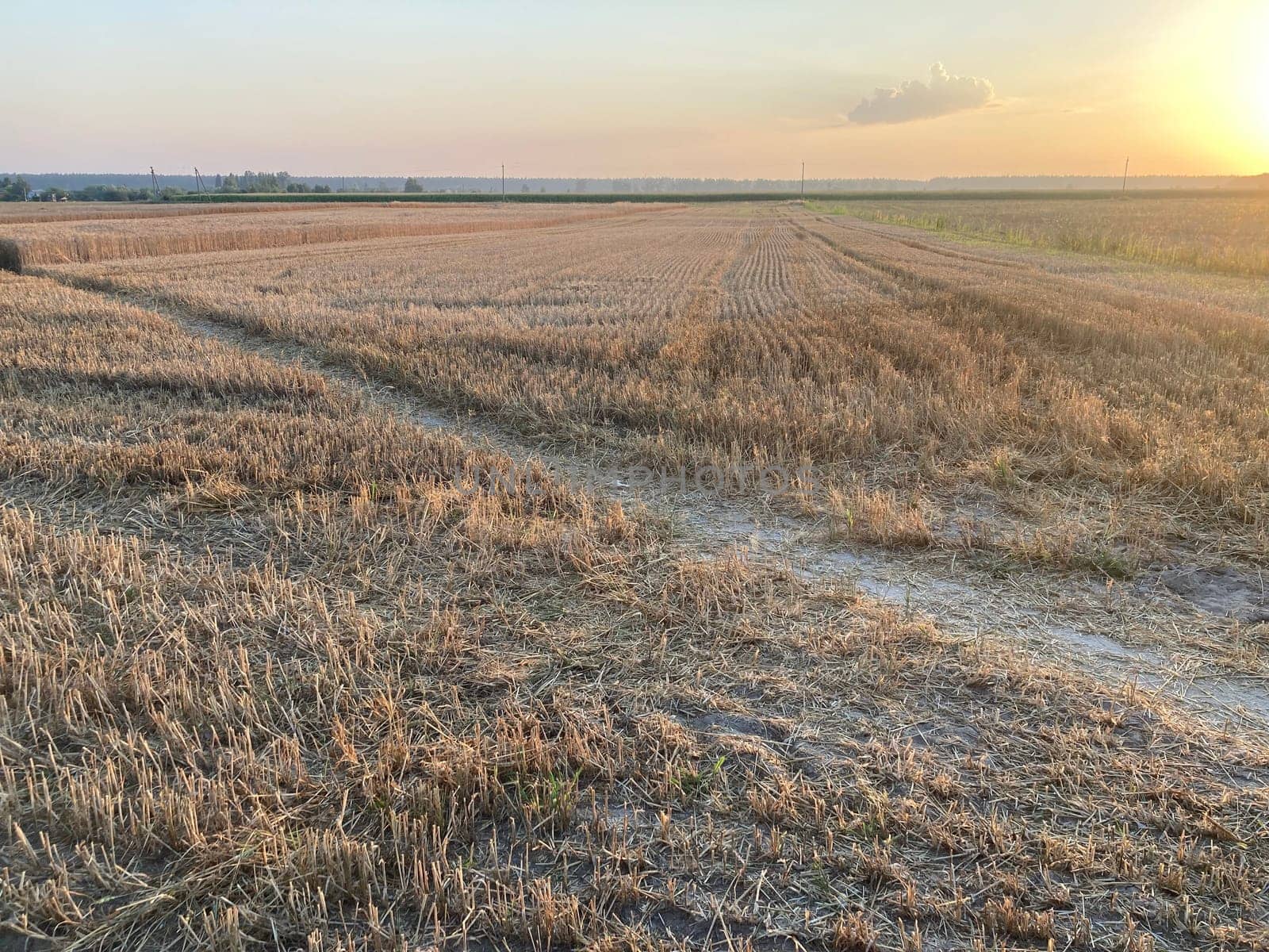 The field is planted with barley and is the ready for harvesting