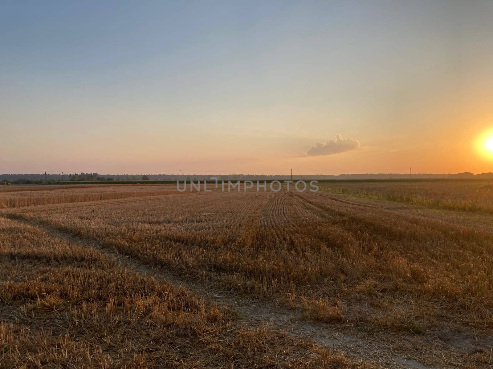 The field is planted with barley and is the ready for harvesting