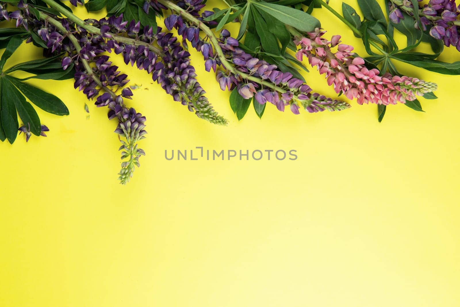 Yellow paper mockup for text with decor made of flower lupine