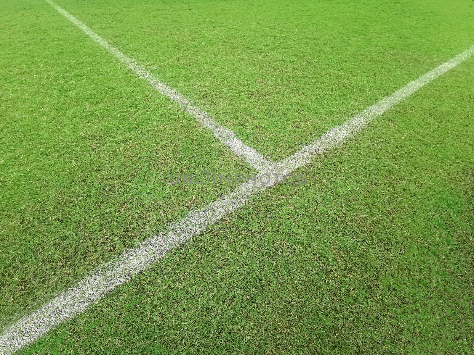 Soccer line in green grass of soccer field