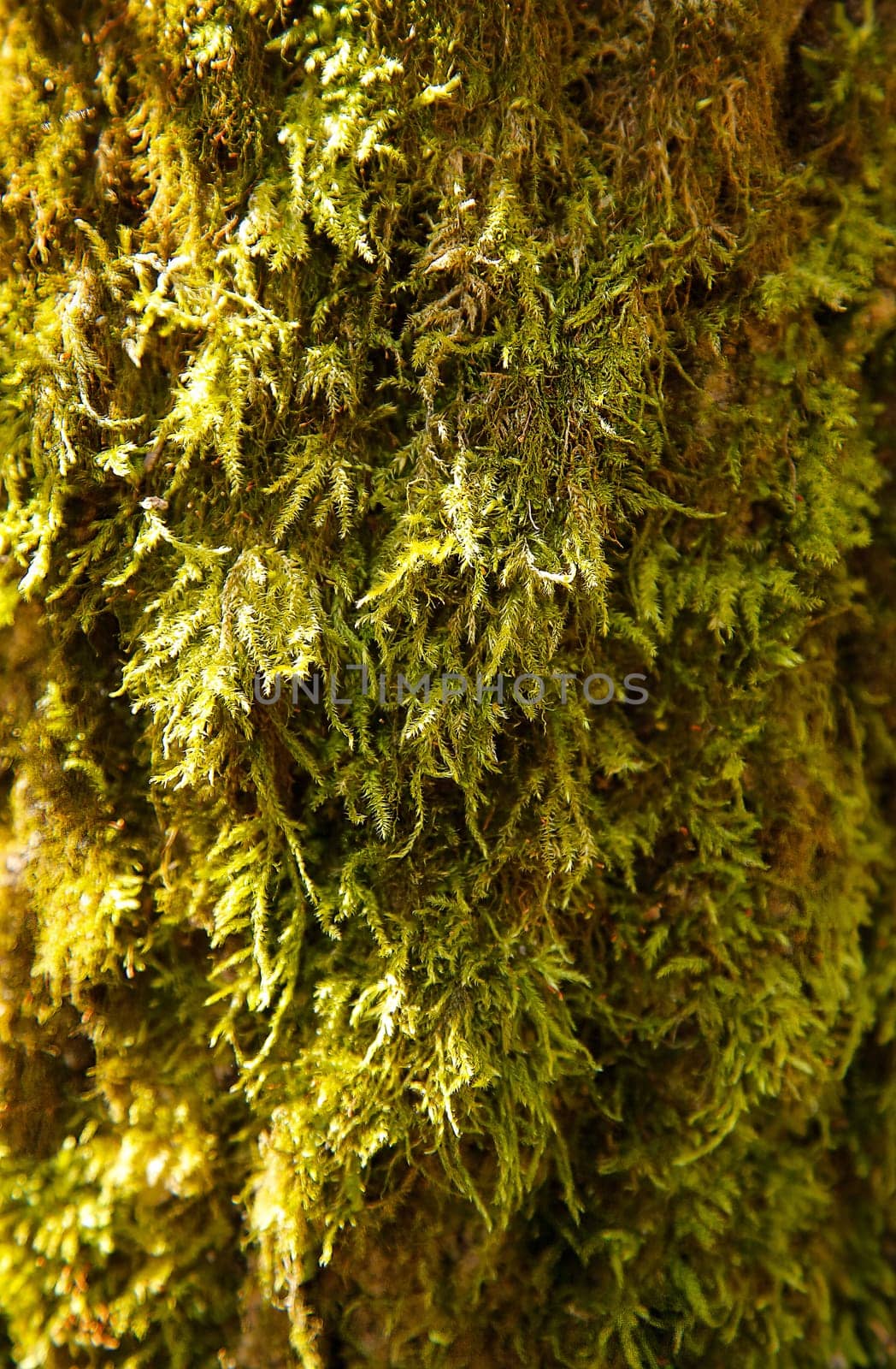 Close-up of the bark of a tree covered with green moss, showing the natural texture, background image