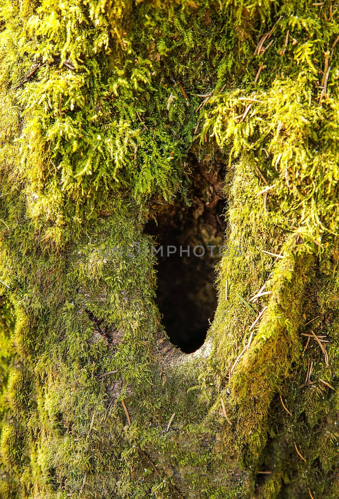 Close-up of a tree bark covered with bright green moss, with a dark hole in the center, background image