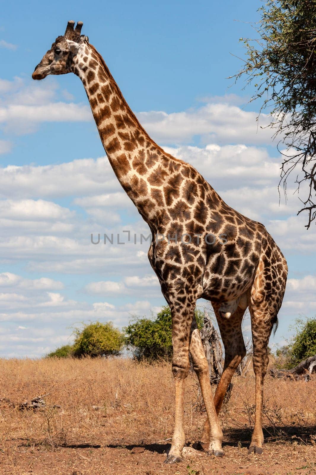 Giraffe (Giraffa camelopardalis). An African even-toed ungulate mammal, the tallest living terrestrial animal and the largest ruminant. Savuti region of Botswana, Africa.