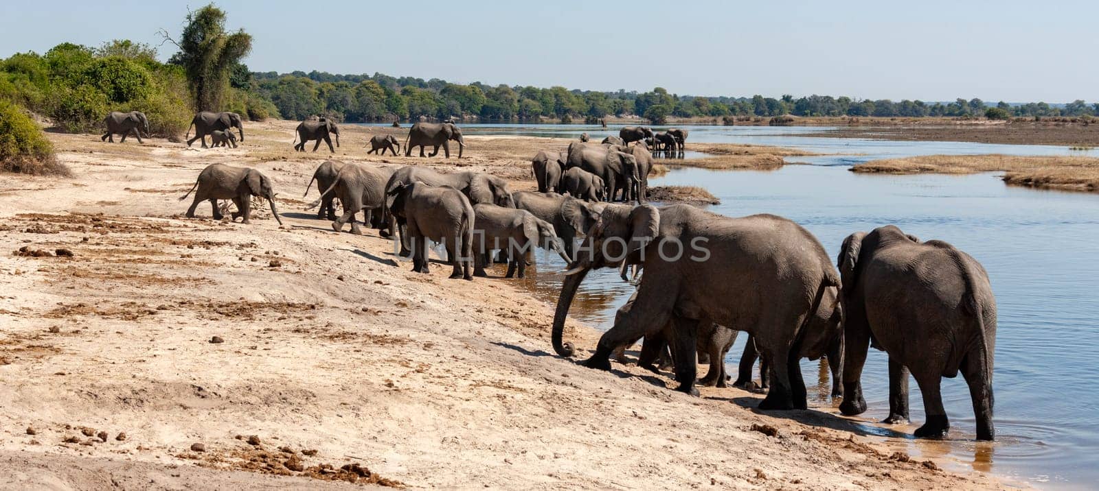 Group of African Elephants (Loxodonta africana) crossing the Chobe River in Chobe National Park in Botswana, Africa.