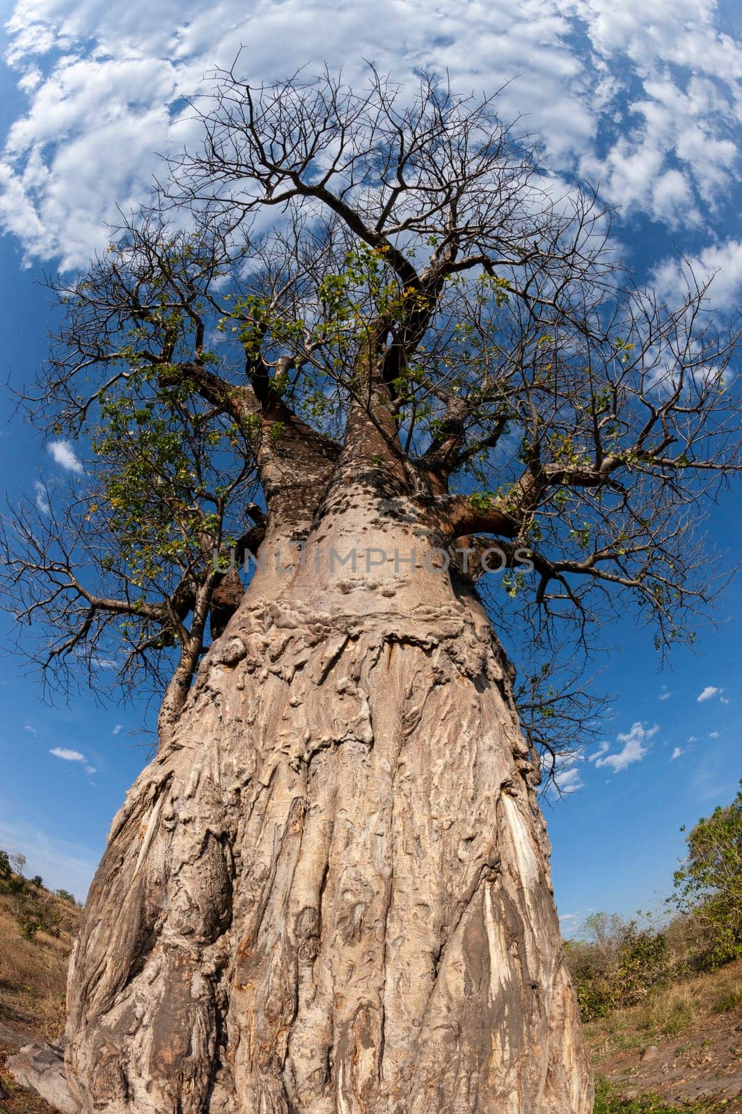 Baobab tree (Adansonia digitata) in the Okavango Delta in Botswana, Africa.