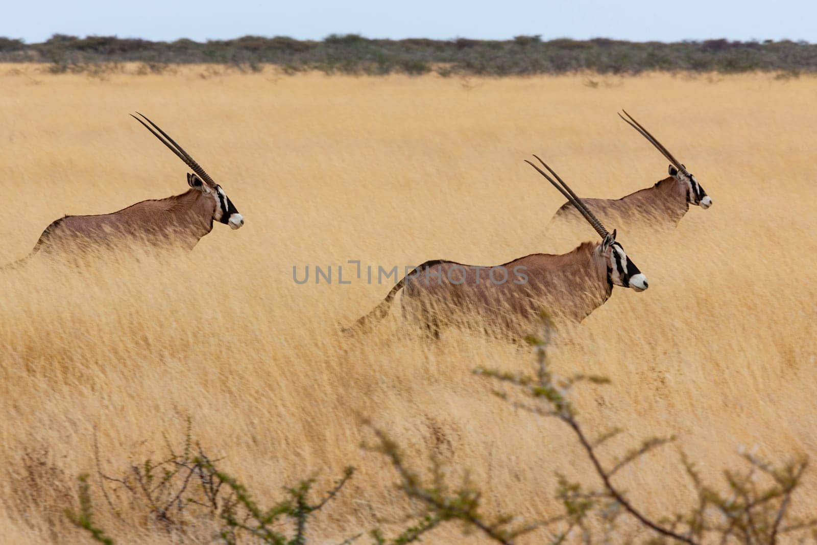 Three Gemsbok (Oryx gazella) walking in the grasslands of Etosha National Park in northern Namibia, Africa.