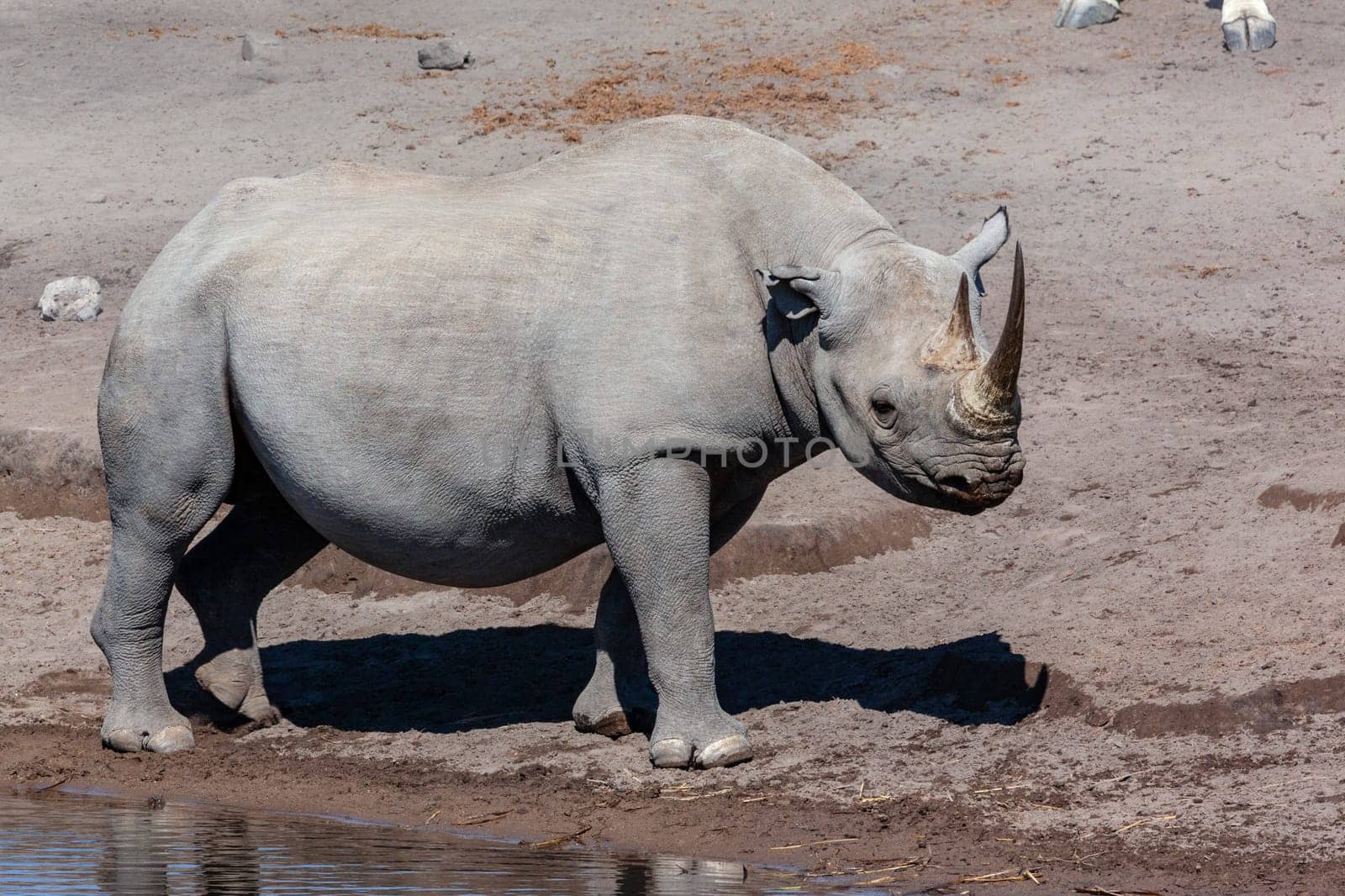 The endangered Black Rhinoceros drinking at a waterhole in Etosha National Park in Namibia, Africa.