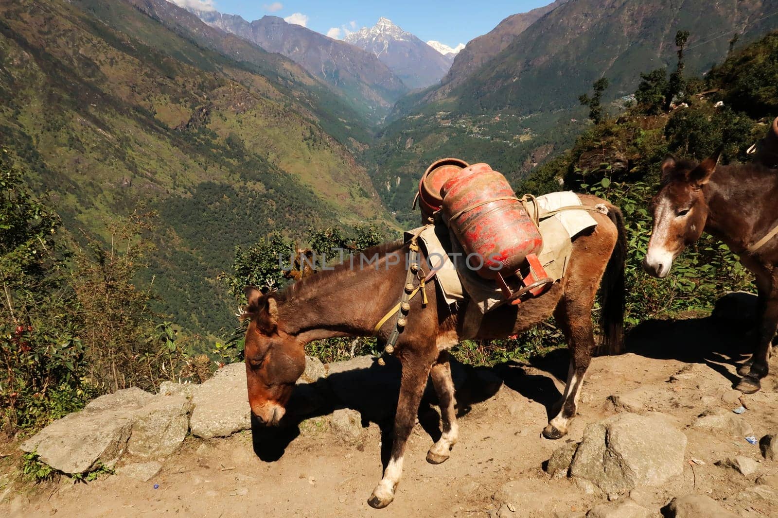 Donkey, mule carrying two big bottles of gas, on the trail between Salleri and Lukla, Mount Everest Basecamp Trek, Nepal 2022