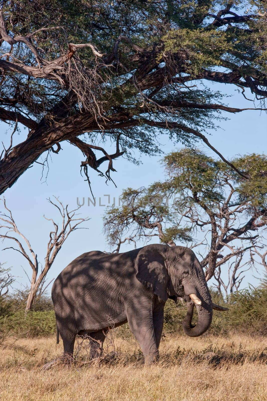 African Elephant (Loxodonta africana) cooling off in the shade of a tree in the Savuti region of Botswana, Africa.