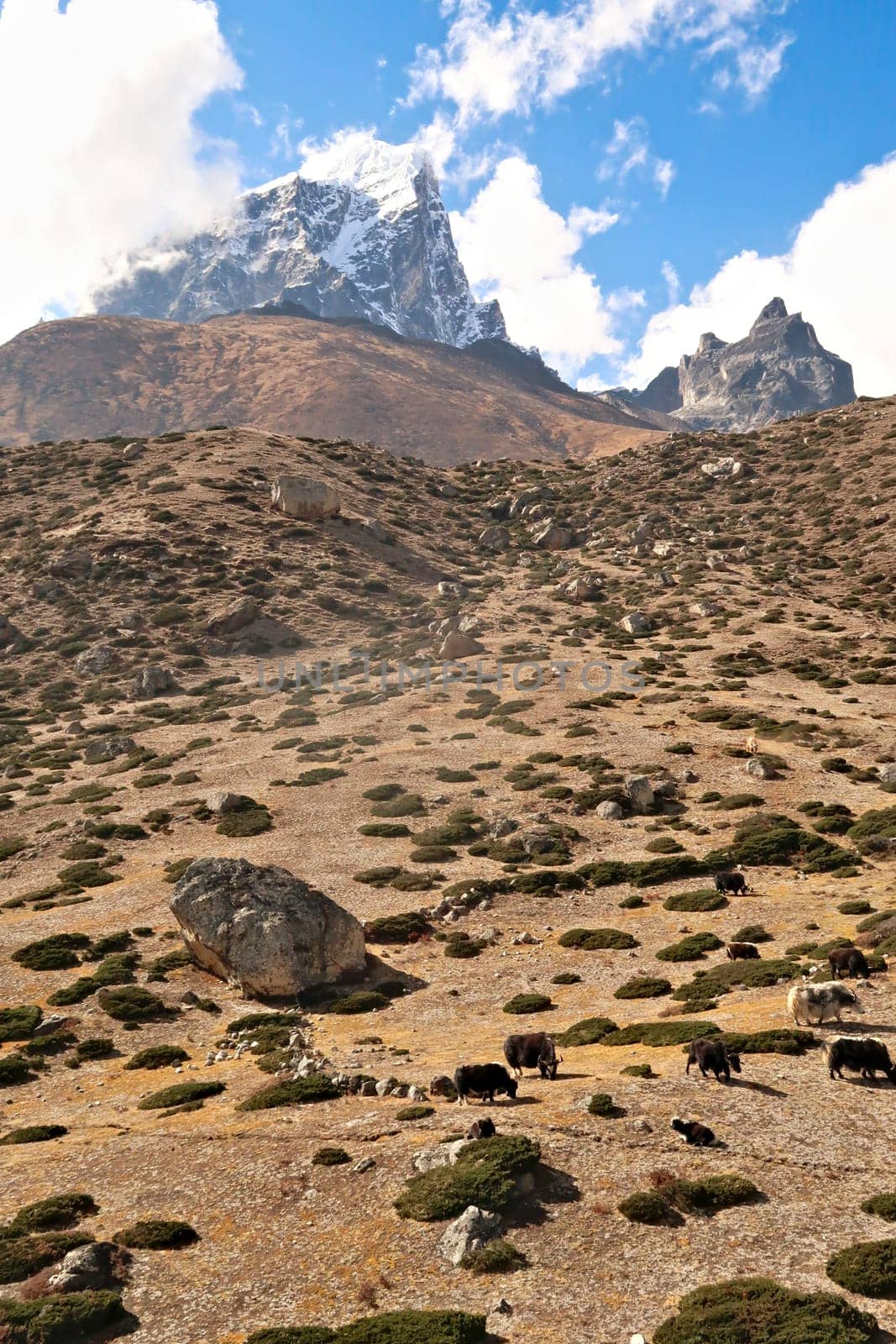 Yaks grazing on a meadow at the foot of a steep hill in Dingboche village, the peak of Mount Tobuche can be seen in the background, Mount Everest Base Camp Trek, EBC, Nepal 2022