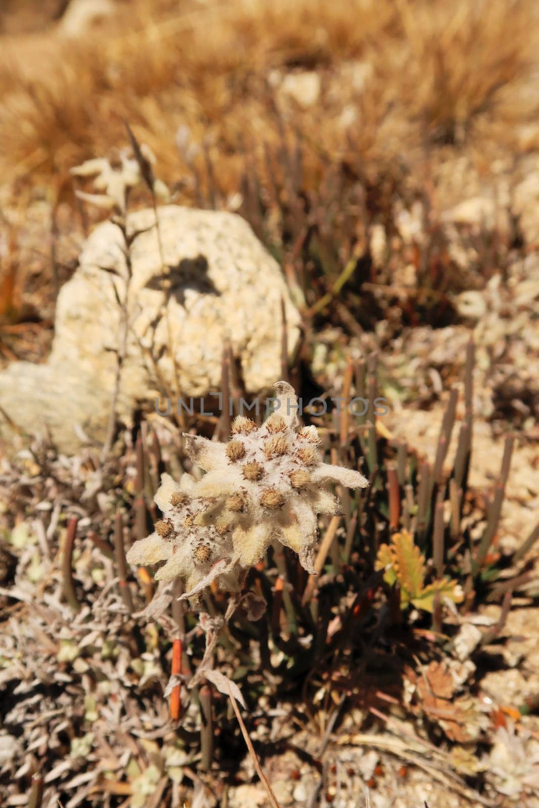 An Edelweiss flower seen on the way to the Dingboche view point, Mount Everest Base Camp Trek, EBC, Nepal 2022