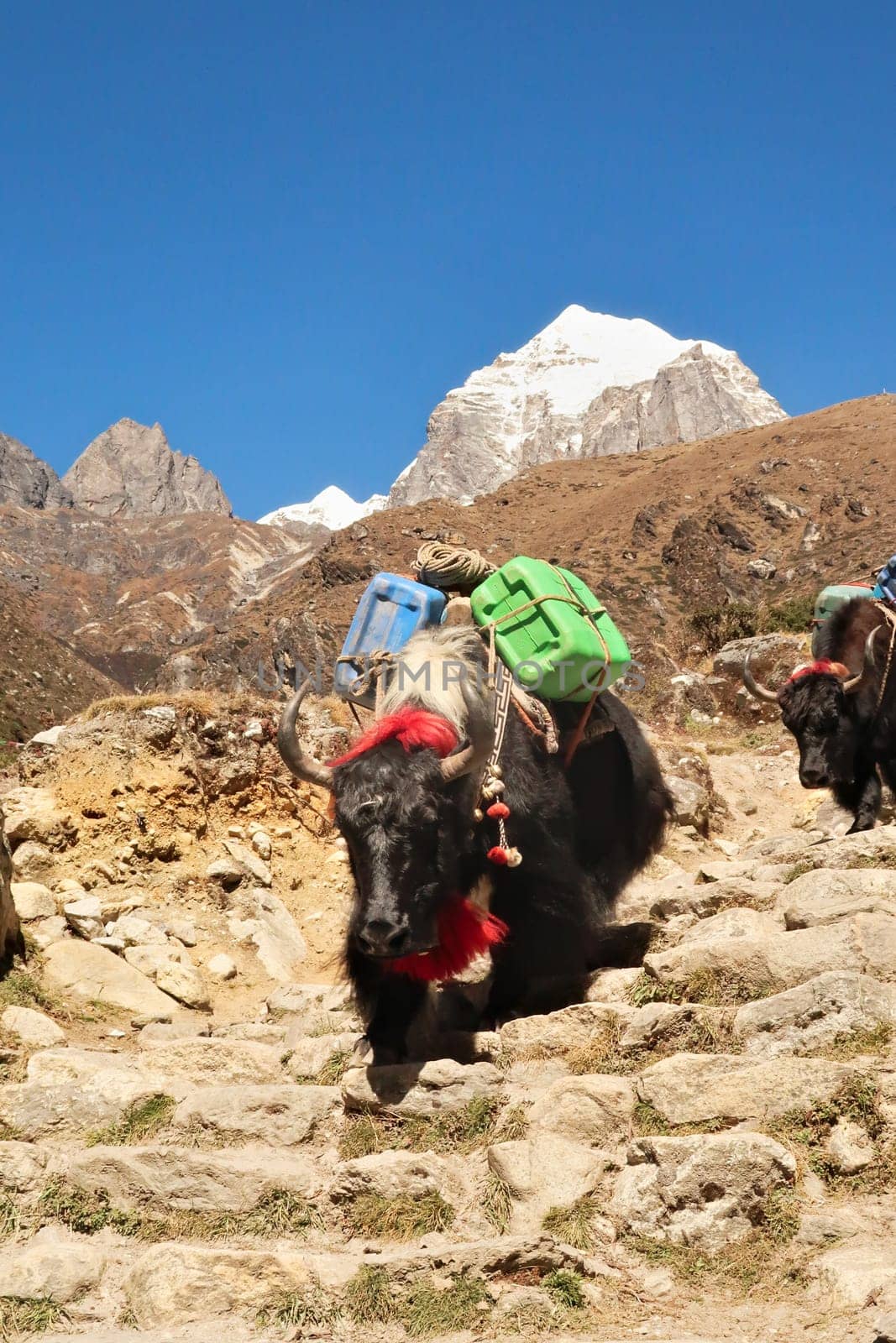 A Yak loaded with heavy canisters, weight, freight, goods is walking down some stone stairs in Pangboche village, Mount Everest Base Camp Trek, EBC, Nepal 2022