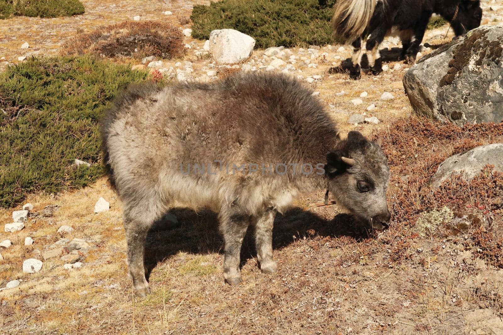 A small and fluffy baby yak is grazing, close to Dingboche village, Mount Everest Base Camp Trek, EBC, Nepal 2022